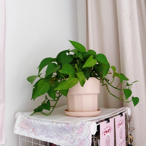 Pavico Vietnam fabricado personalizado Simple PP cilindro de plástico macetas pequeñas clásico ecológico uso doméstico jardín - Product Image 2