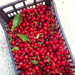 Premium Grade AA <b>Red</b> Cherries | Firm Texture & High Brix (18\%+) | 2026 Fresh <b>Harvest</b> Export - Product Image 4