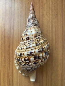 สร้อยเปลือกหอยหอยสังข์แบบพรีเมี่ยมเครื่องประดับแฟชั่นงานหัตถกรรมสร้อยคอจัดแสดงสินค้าส่งออก - Product Image 3