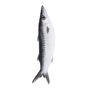 Barracuda frais congelés IQF de qualité supérieure conservation de l'eau de poisson entier boîte de graisse prix compétitif fruits de mer séchés en conserve disponibles - Product Image 5