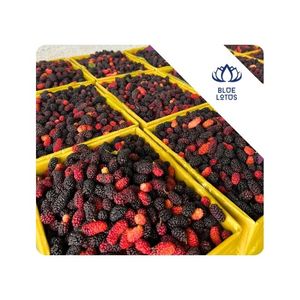 Moras Congeladas DISPONIBLES para Uso en Panadería, Relleno, Procesamiento de Salsas y Producción de Alimentos, para Venta al por Mayor, Pedidos Personalizados, Vietnam - Product Image 1
