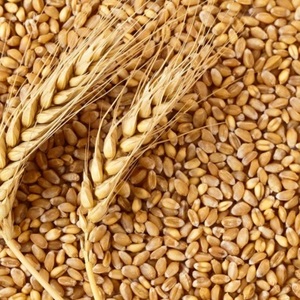 Cebada Seca, Hierbas Crudas al por Mayor, Extracto Vegetal, Producto Herbal de Hordeum Vulgare, Grano de Cebada Seco, Malta de Cebada, Tailandia - Product Image 4