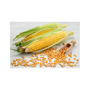 Maïs sec de qualité supérieure, vente en gros de maïs jaune, Non-gm, brésil, vente en gros - Product Image 3