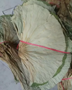 Feuilles de lotus séchées du Vietnam pour le thé, les applications à base de plantes et la santé - Product Image 4