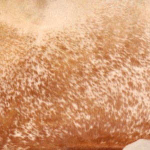 Tapis modernes lavables en cuir de vachette 100% naturel couleur unie rond pour hôtel ou cuisine - Product Image 3