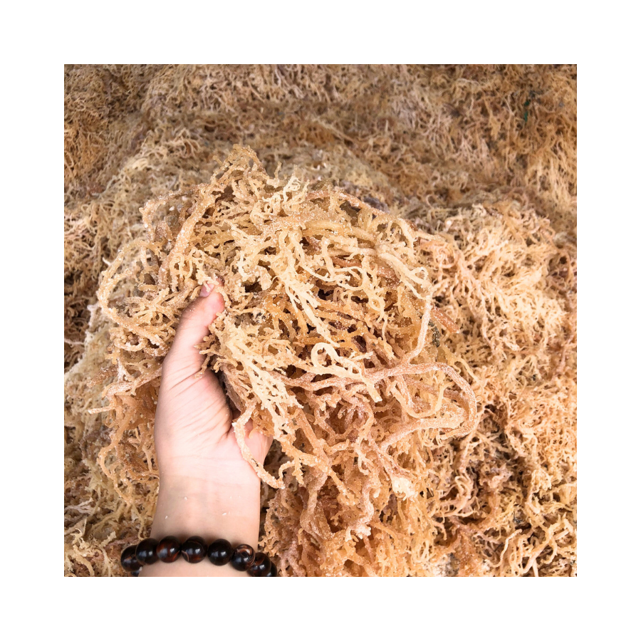 Vietnam Origin Sun Dried Eucheuma Cottonii Seaweed for Food Grade Carrageenan Vegan Gel Production and Export Supply