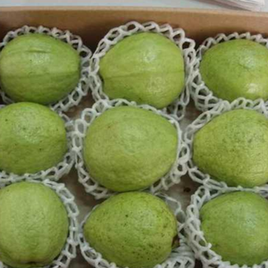 Guayaba Tropical Fresca |   Dulce y nutritivo |   Distribuidor Mayorista |   Precio Accesible, Servicio Rápido - Product Image 3