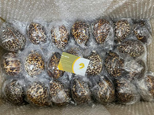 เปลือกหอยเป๋าฮื้อเปลือกวัวทะเลเคลือบเงาเป็นมิตรกับสิ่งแวดล้อมในราคาสมเหตุสมผลสำหรับการสะสมของขวัญจากเวียดนาม - Product Image 3