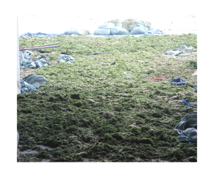 Poudre d'algues vertes du Vietnam Ascophyllum Nodosum Engrais de qualité supérieure Qualité d'exportation Poudre d'algues vertes prête pour la vente en vrac - Product Image 2