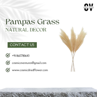 Bunga Kering Pampas Cosmic Berkualitas Premium Populer Ramah Lingkungan untuk Dekorasi Dalam/Luar Ruangan DIY Thanksgiving Rumah Kantor