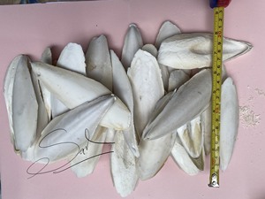 Hueso de sepia recortado, hueso de sepia, barato, a granel, venta al por mayor - Product Image 5