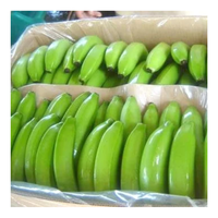 Plátano Cavendish verde fresco con exportación estándar del proveedor de Vietnam al mejor precio-Caryln 0084935825297