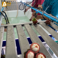 Biologische Thaise Mangosteen, vers fruit, zoet en sappig, de koningin der vruchten met tropische smaak, verpakt in bulk, kwaliteit A, merk Khey Taladthai