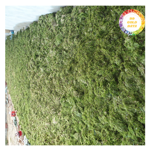 Poudre d'algues vertes pour l'alimentation des volailles Exportation en vrac 99 Gold Data Brand - Product Image 3