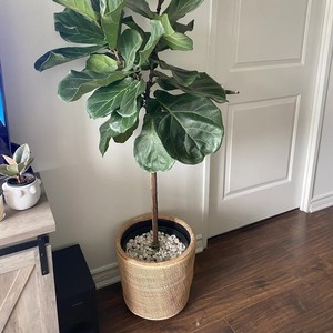 <b>Large</b> <b>Rattan</b> <b>Planter</b> Handwoven Webbing Plant Stand Pot Boho Home Decor From Vietnam - Product Image 5