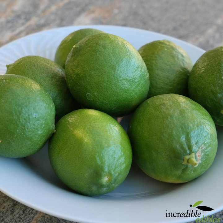 Fresh Green Lemon for Sale Wholesale Premium Farm Fresh Supply Best Price Natural and Juicy Fresh Green Lemon