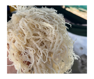 Venta al por mayor a granel orgánico seco Cottonii Sea Moss Premium Natural puro vegano no GMO sin gluten Wildcrafted Superfood Vietnam - Product Image 2