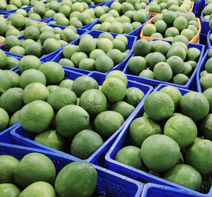 ส้มโอเปลือกเขียวคุณภาพส่งออก ผลิตในเวียดนาม ใช้เนื้อส้มธรรมชาติสำหรับใช้เป็นส่วนผสมและจำหน่ายเพื่อการค้าต่างประเทศ - Product Image 5