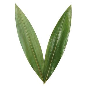 ใบไผ่บริสุทธิ์เป็นมิตรกับสิ่งแวดล้อมสำหรับห่อและทำอาหาร - Product Image 3