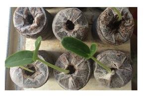 Qualité supérieure pour tourbe de noix de coco/tourbe de coco prête à exporter pour la plantation de jardin à bas prix, tourbe naturelle en fibre de coco - Product Image 4