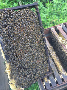 Miel pur naturel en nid d'abeille brut en gros pour usage humain du Vietnam - Product Image 3