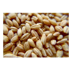 Meilleur prix pour les grains d'orge destinés au malt |   Orge pour l'alimentation animale, stock en vrac disponible avec emballage personnalisé - Product Image 2