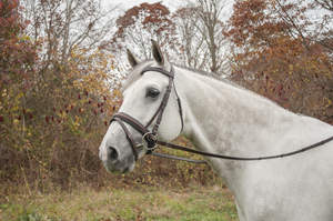 ผู้ผลิตหนังม้าแท้ คุณภาพดี คุณภาพสูง ผู้ผลิตหนังม้าแท้ - Product Image 3