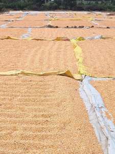 Maíz Amarillo Entero de Alta Calidad, Grano de Maíz Amarillo Blanco, Humedad 13%, Almacenamiento a Granel, Nutritivo, Larga Duración (12 Meses) - Product Image 5