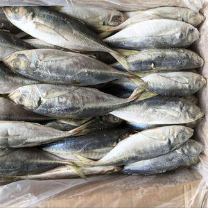 Compre Pescado Caballa Española Congelada: Precio en Línea, Ordene en Línea, Caballa Entera Limpia, Mariscos Frescos Globales - Product Image 2