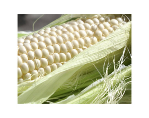 สีขาวแบบ non-GMO maize iqf แช่แข็งและตากแห้งสำหรับใช้ในอาหารสัตว์หลากหลายรวมถึงข้าวโพดหวานและเหลือง - Product Image 3