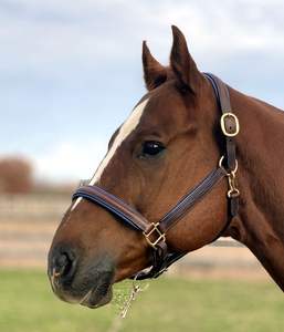 Halter cosido elegante con relleno azul. Nariz acolchada y cosida de mejillas planas. Corona acolchada y piezas de mejillas planas, - Product Image 2