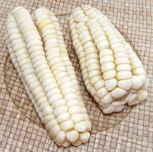 Bolsas de PP 99.99% Pureza 25/50Kg Maíz blanco a granel seco sin OGM - Product Image 1