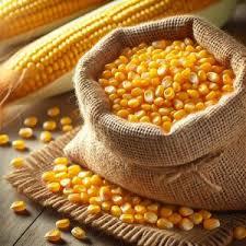 Maíz de Origen Indio Natural de Alta Calidad, 99%+ de Pureza, Certificado por la FSSAI/ISO, Grado Alimenticio para Exportación - Product Image 2