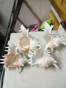 Vente chaude de coquillages vietnamiens en gros pour la décoration: Prix de gros - Product Image 4