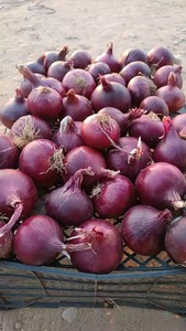 แหล่งกําเนิดผักสดคุณภาพดีที่สุด หัวหอมแดงสดแสนอร่อยในราคาตลาดขายส่ง คุณภาพระดับพรีเมียมทุกขนาด - Product Image 6