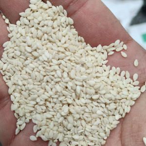 Graines de sésame décortiquées Produit agricole de qualité supérieure Vendeurs de sésame de nouvelle saison près de chez moi pour les graines de sésame - Product Image 1