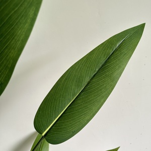 Artificial Strelitzia Style Plant – Tropical Indoor Decorative <b>Tree</b> 120/150/180/210cm - Product Image 4