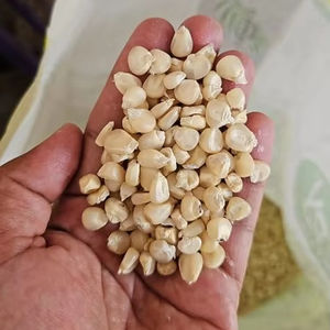 Semillas de Maíz Enceradas Secas Orgánicas de Alta Calidad, la Mejor Opción para Cocina Saludable, Industria de Cereales y Snacks, Exportación a Granel y Venta al por Mayor - Product Image 1