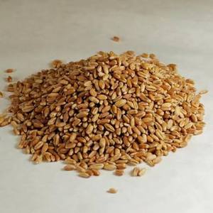 Blé en grains pas cher / Blé à moudre de type souple d'Ukraine, Grains de blé pour l'usage humain et animal à vendre - Product Image 3