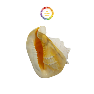 La mejor oferta para Clean and Polished Ocean SeashelL Yellow Helmet Shell para decorar la casa Restaurante Hotel Cafe - Product Image 1