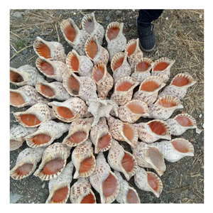 Trompeta Seashell: Concha natural de la reina de Vietnam, ideal para una decoración elegante del hogar y piezas de exhibición fáciles de usar - Product Image 2