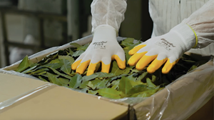 Tốt nhất người bán tự nhiên Nguyệt Quế bay lá khô AD RAW 5-10cm Thổ Nhĩ Kỳ Xuất xứ tay lựa chọn duy nhất gia vị & các loại thảo mộc với hộp đóng gói - Product Image 3