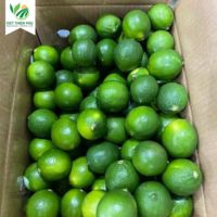 VIET THIEN PHU VTP/OL-28 Vente en gros de haute qualité Citron vert sans pépins Citron vert citron frais prêt à expédier