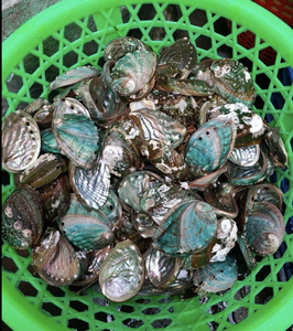 Bulk Available: Natural Polished <b>Abalone</b> <b>Shells</b> Premium Quality - Product Image 6