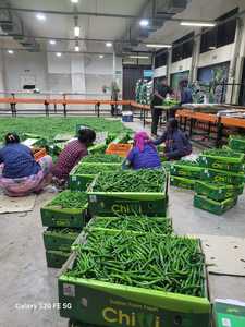 พริกสดสีเขียว G4สำหรับใช้เป็นอาหาร - Product Image 5