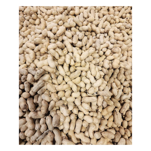 Arachides brutes disponibles à prix réduit pour les achats en gros et le commerce de gros - Product Image 6