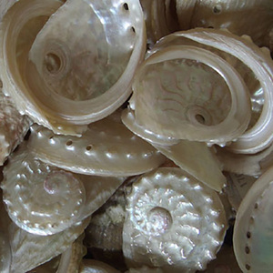 HALIOTIS OVINA, abulón pequeño blanco pulido Shell joyería tallada abulón Seashell motivo amor estilo - Product Image 4