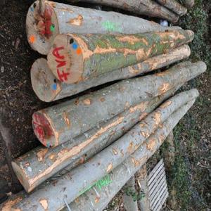 Troncos de Madera de Pino de Alta Calidad al por Mayor, Ecológicos, Grado Mueble, Origen Rumania, 100% Madera Sólida - Product Image 1