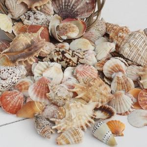 เปลือกหอยทะเลหลากหลายรูปแบบของตกแต่งธีมชายหาดคอลเลกชั่นชายฝั่งขายส่งจากเวียดนาม - Product Image 5