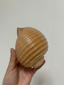 Conchas de Caracol Pulidas de Alta Calidad para Exportación, las Más Vendidas del 2025, para Decoración - Caryln - Product Image 4